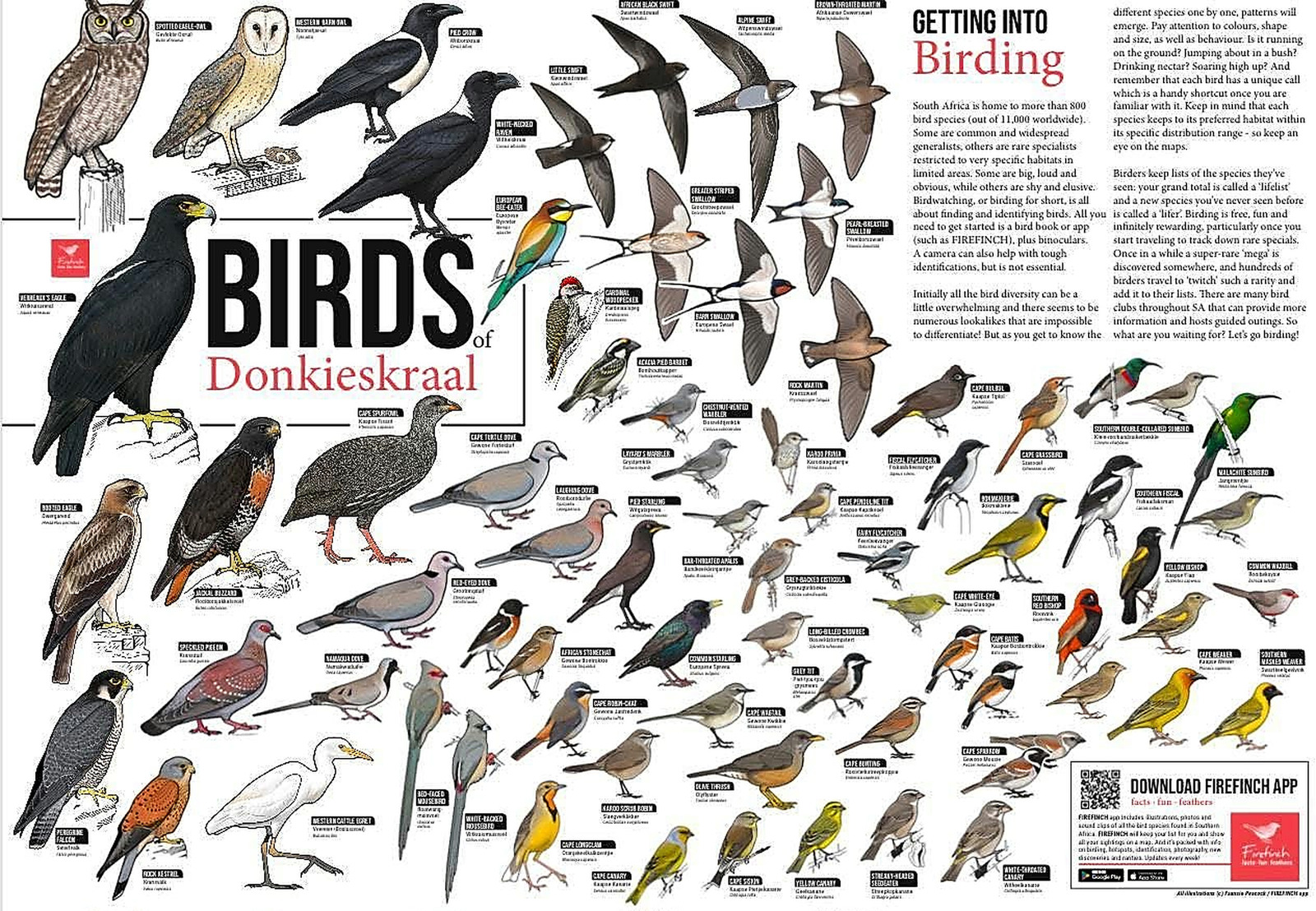 Illustrated Birds of Donkieskraal species guide