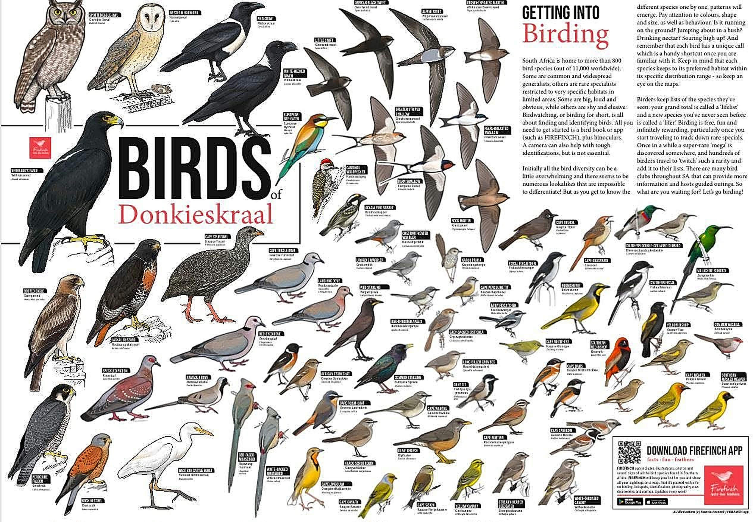 Illustrated Birds of Donkieskraal species guide