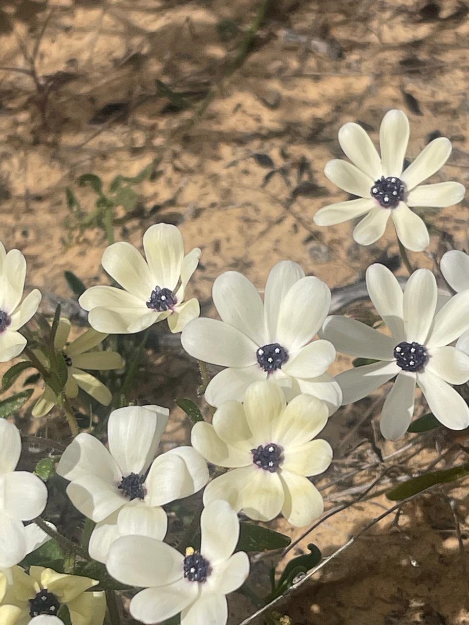 Cream-coloured wildflowers with dark purple centres growing in sandy ground