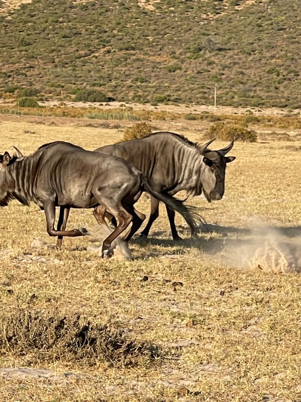 Two wildebeest running across dry grassland at Donkieskraal