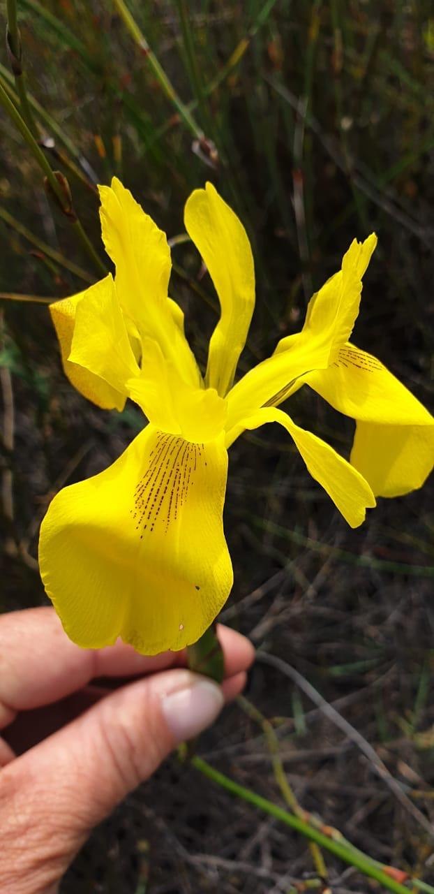 Hand holding a bright yellow wildflower against dark grass