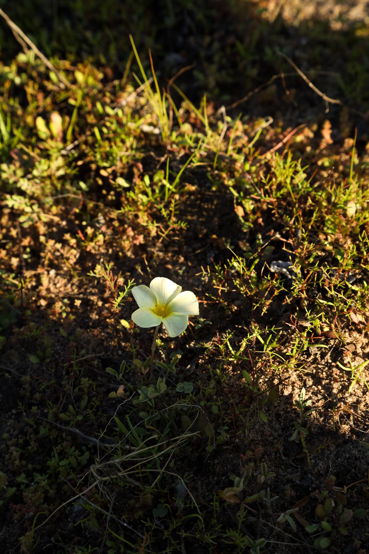 Single pale yellow wildflower growing among low vegetation at Donkieskraal
