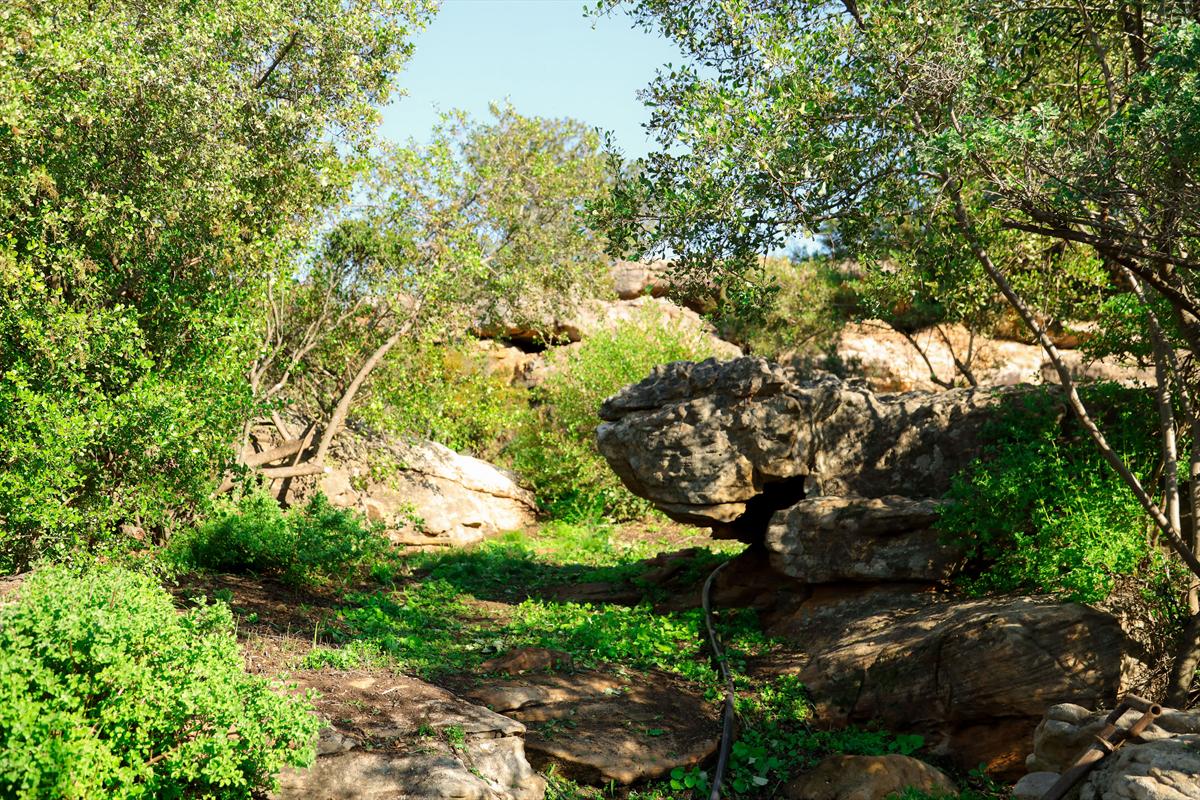 Leafy woodland trail passing large sandstone boulders at Donkieskraal