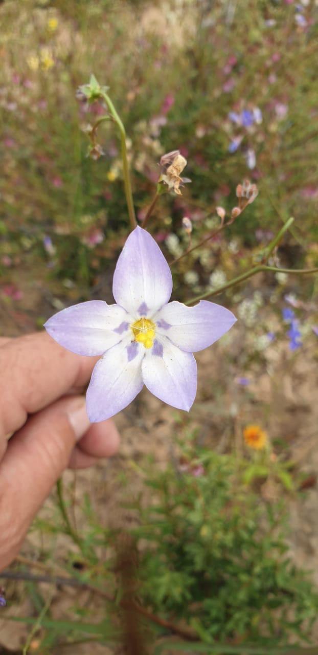 Hand holding a pale purple five-petalled wildflower in the veld
