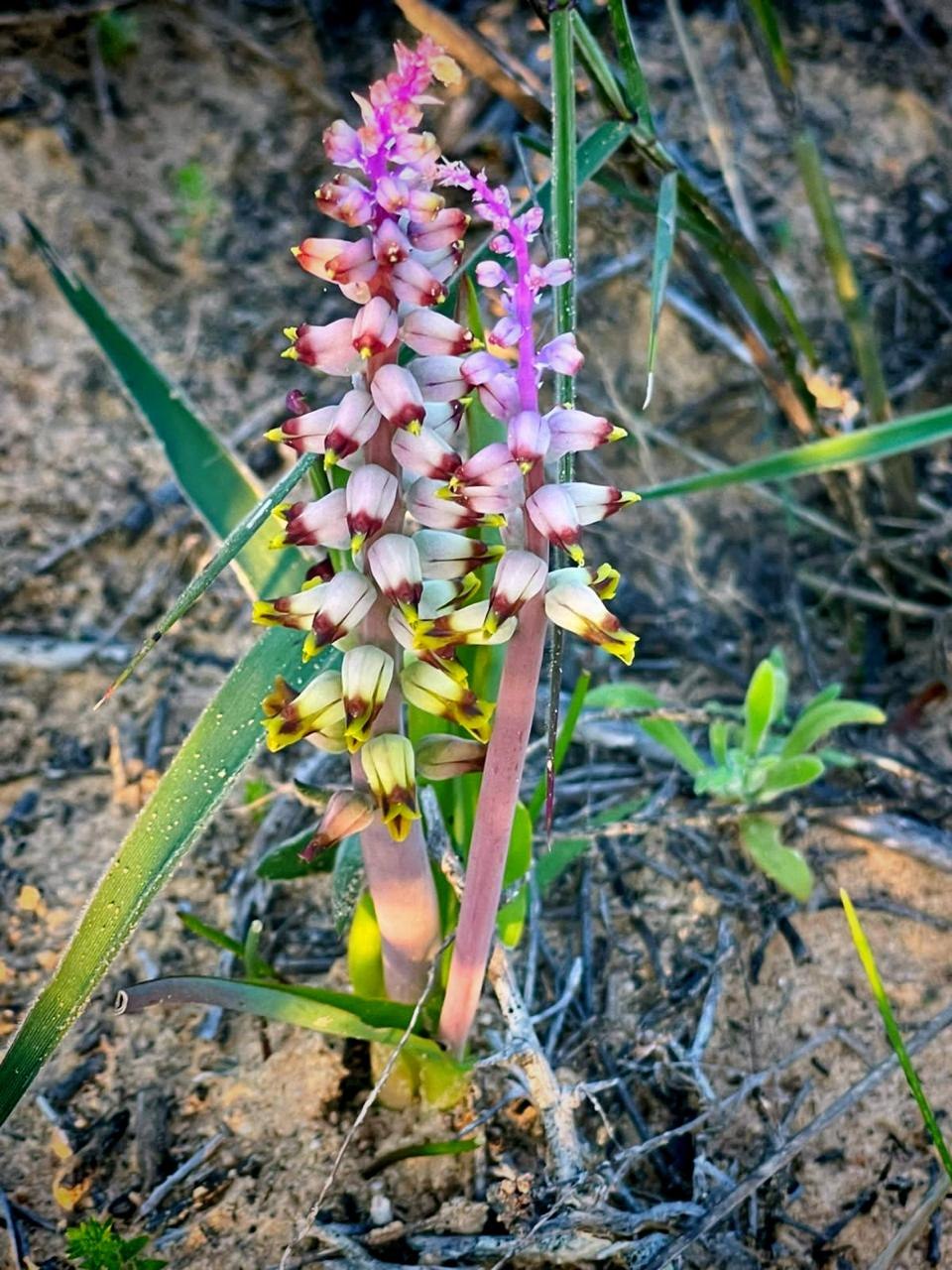 Tall cluster of small pink and cream wildflowers among narrow green leaves