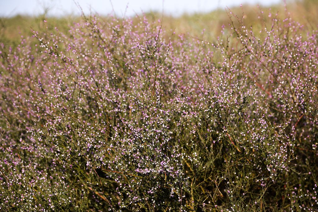 Close view of a shrub covered in small pink and white flowers at Donkieskraal