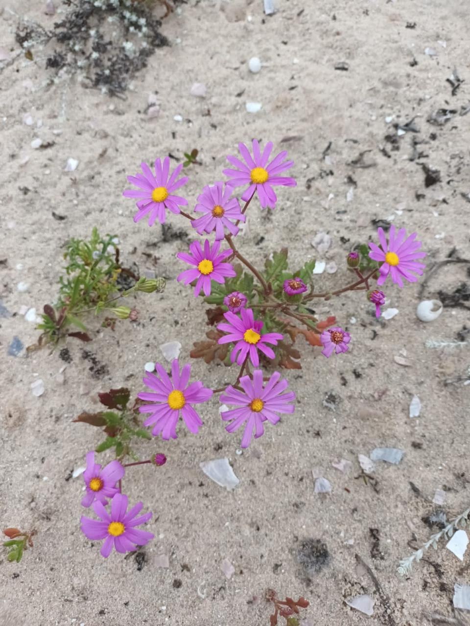 Cluster of small purple wildflowers with yellow centres growing in pale sand