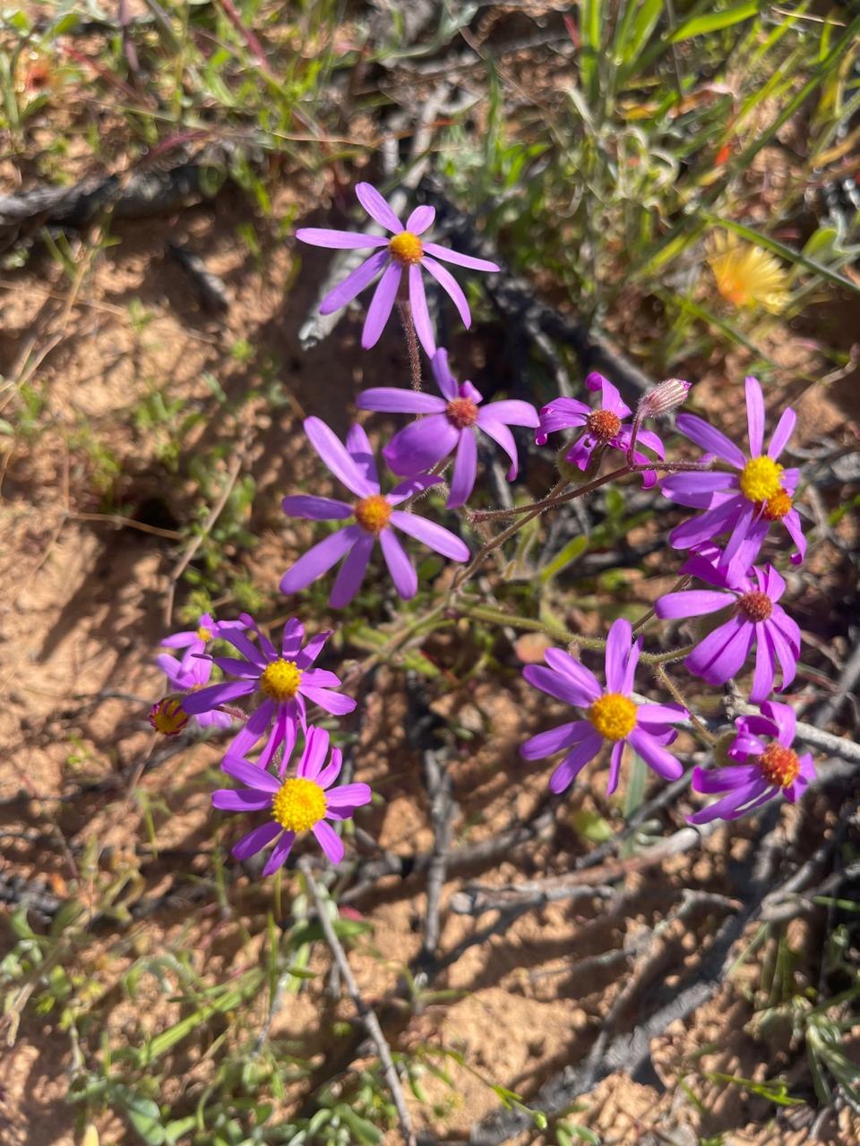 Purple wildflowers with yellow centres growing among low shrubs