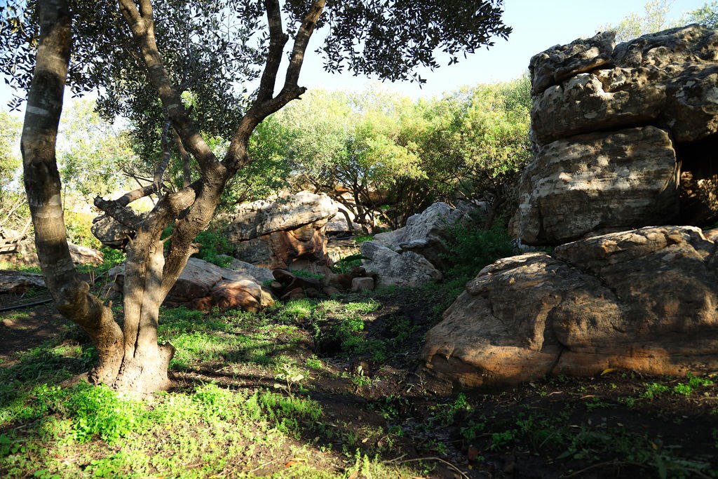 Rocky woodland clearing with trees and shaded sandstone formations at Donkieskraal