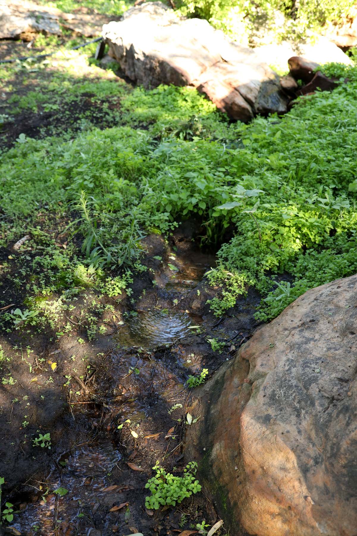 Narrow stream flowing between green groundcover and sandstone boulders at Donkieskraal