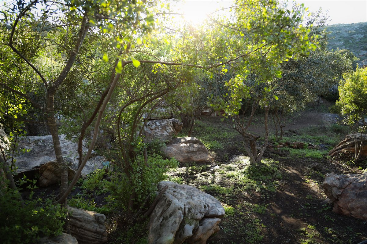Sunlit woodland trail winding between trees and sandstone rocks at Donkieskraal