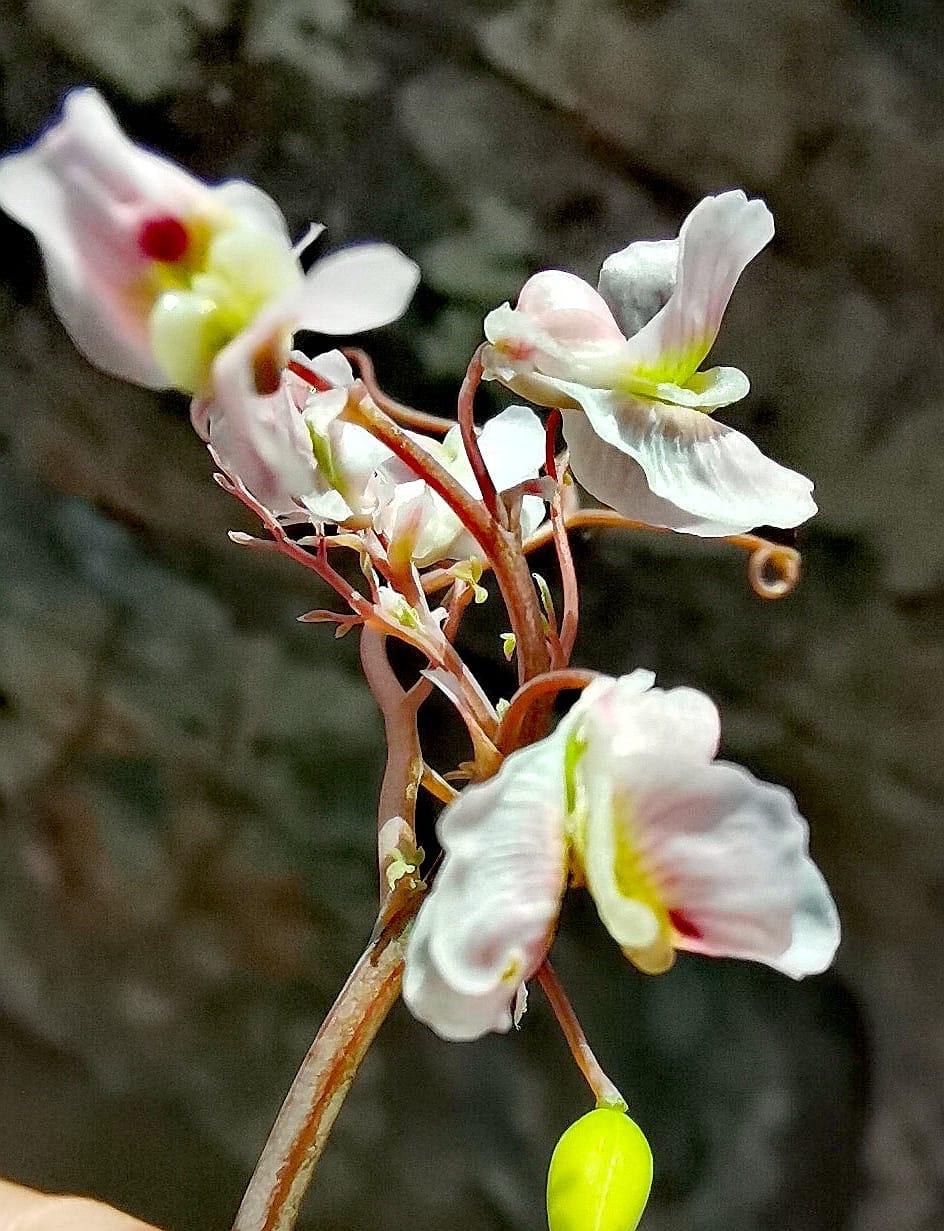 White and pale pink wildflowers on a reddish stem against a dark background