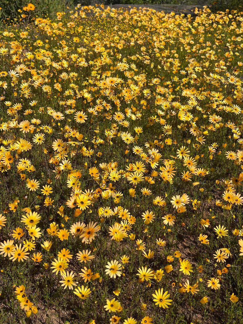 Dense field of yellow daisy-like wildflowers