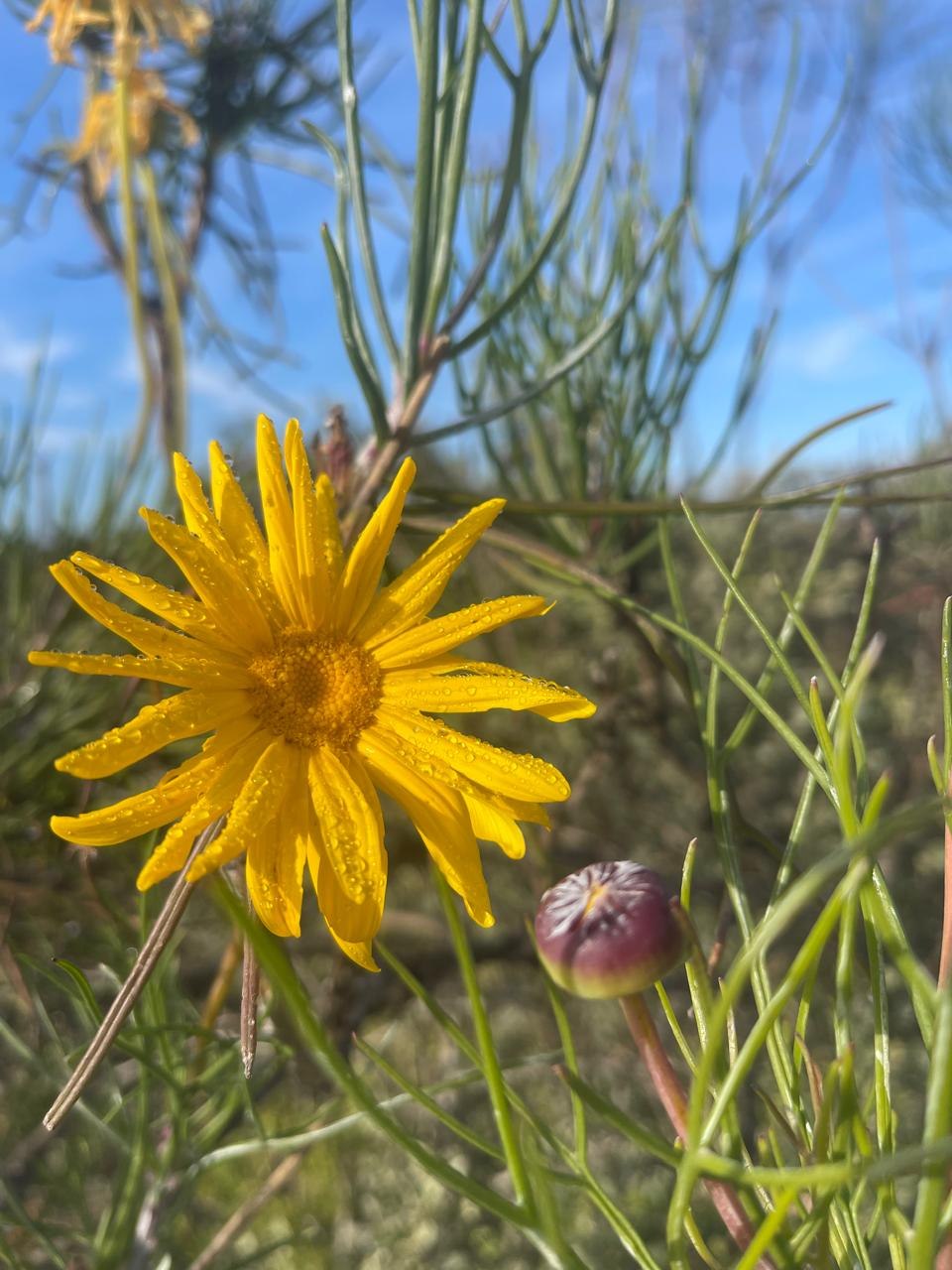 Yellow daisy-like wildflower covered in water droplets among green stems