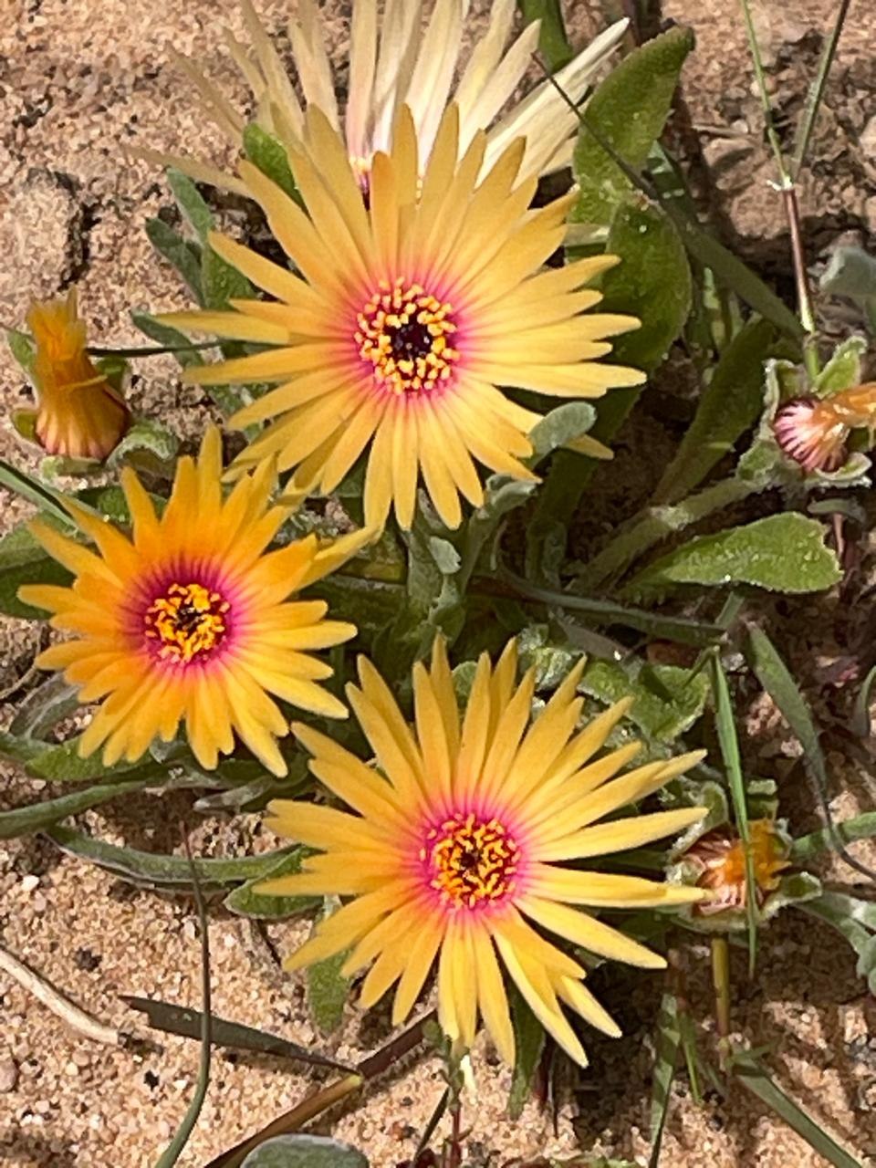 Three yellow wildflowers with pink centres growing among green leaves